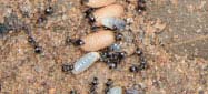 Eine Gruppe Schwarzgraue Wegameisen mit Ameisenpuppen und Ameiseneiern, als Symbolbild für die allgemeine Ameisenbekämpfung.
