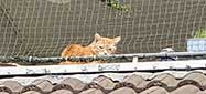 Eine Katze sitzt auf einem Balkon eines oberen Hausstockwerk, als Symbolbild für den Haustierschutz.