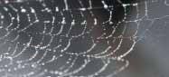 Ein Spinnennetz mit Morgentau als Symbolbild für die Spinnen-Bekämpfung.