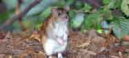Eine Ratte unter einem Gebüsch, Symbolbild für die Ungezieferbekämpfung.