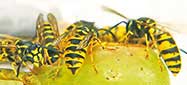 Wespen auf Weintrauben, als Symbolbild für die Wespen-Bekämpfung.